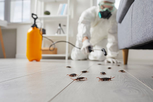 Post-Treatment Bed Bug Interceptor Monitoring in Alva